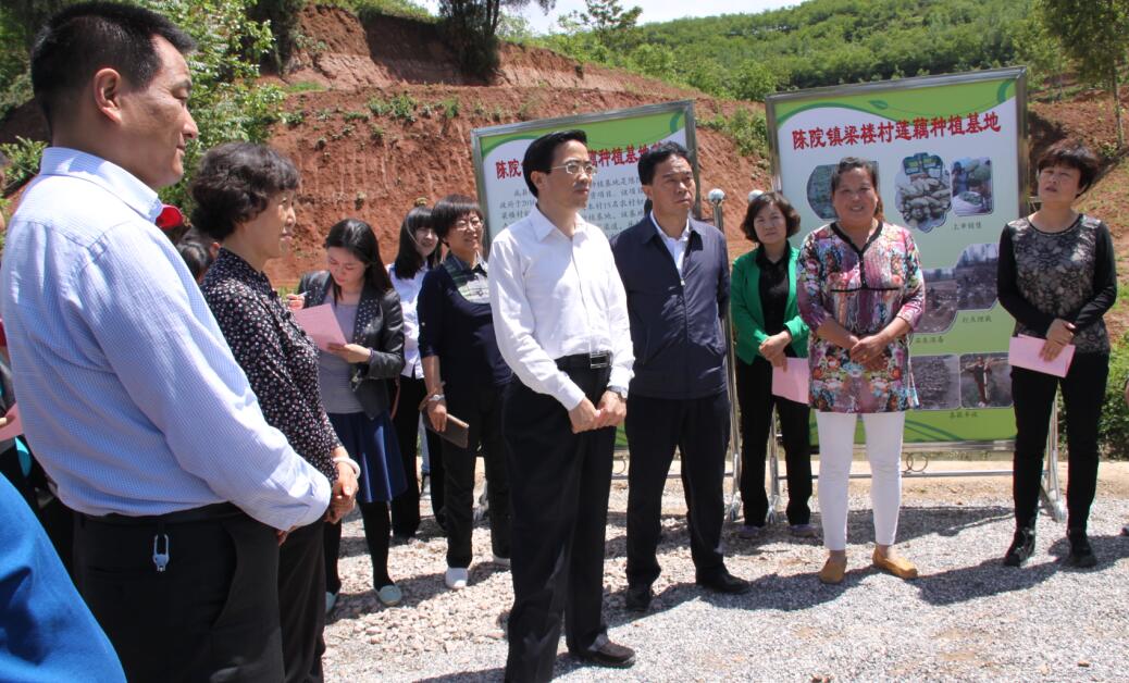 莲藕基地.jpg