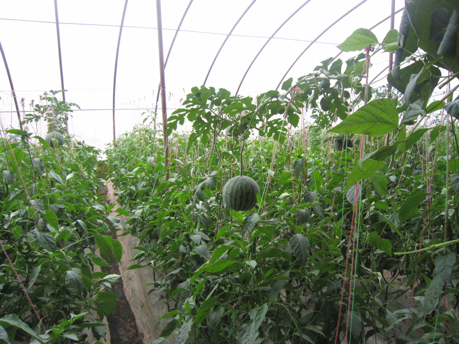 IMG_7068.JPG IMG_7068.JPG