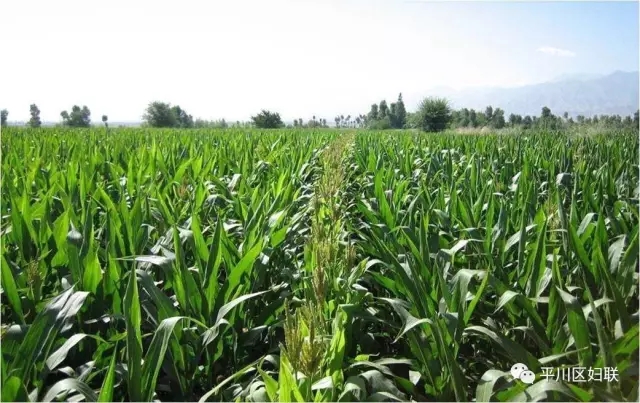 15.webp.jpg 15.webp.jpg