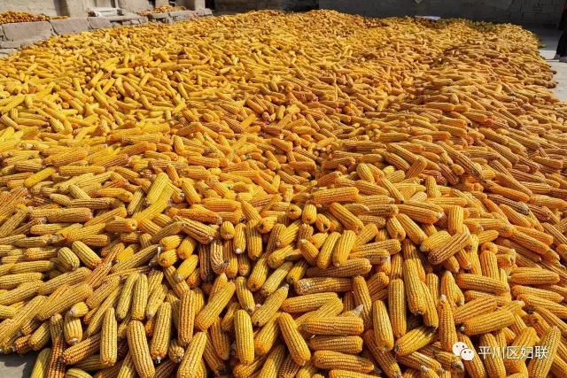 16.webp.jpg 16.webp.jpg